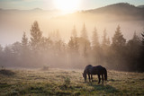 Fototapeta Konie - Mountain landscape with grazing horse
