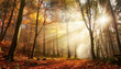Faszinierende Lichtstimmung in einem bunten Wald im Herbst bei Sonnenschein im Nebel