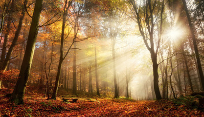 Fototapete - Faszinierende Lichtstimmung in einem bunten Wald im Herbst bei Sonnenschein im Nebel