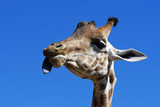Fototapeta Zwierzęta - Girafe