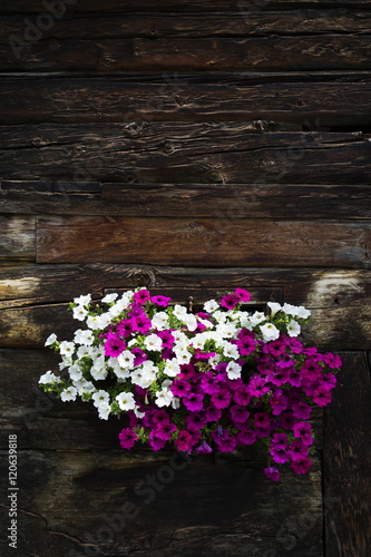 White And Violet Flowers Covering Window Of Wooden Log Cabin Buy