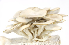 Oyster Mushroom Isolated On White Background