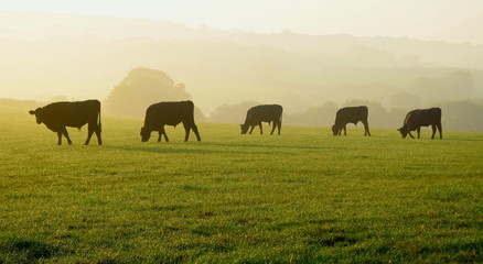 Wall Mural - Herd of cows grazing on a farmland in Devon, England