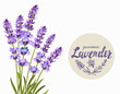 vector lavender background