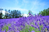 Fototapeta Zachód słońca - Lavender Flower Fields in Hokkaido, Japan