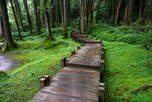 Boardwalk Through Peaceful Mossy Forest At Alishan National Scenic Area In Chiayi District, Taiwan