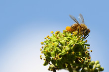 Honeybee With Pollen On An Ivy Flower
