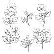 white black vector set of impatiens flowers on white decorative elements