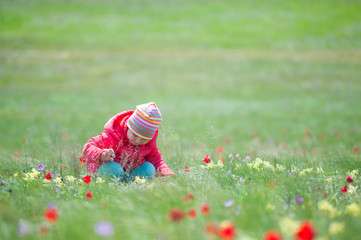 Wall Mural - A child picking flowers on the field