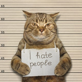 Fototapeta Koty - A bad cat hates people. It was arrested.