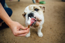Bulldog Eating A Treat