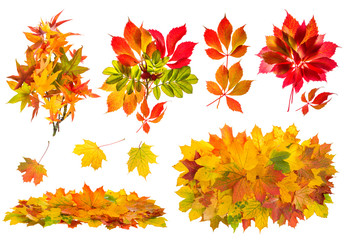 Canvas Print - red and yellow leaves. autumn nature objects set