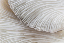 Abstract Background Macro Image Of Mushroom, Sajor-caju Mushroom