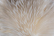 Leinwandbild Motiv abstract background macro image of mushroom, Sajor-caju Mushroom
