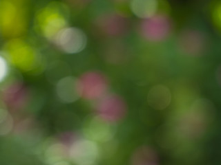  blur nature  background