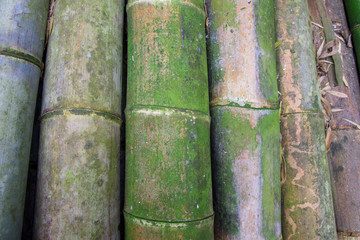 Stack of big bamboo