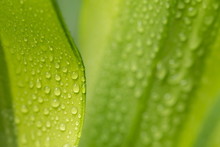 Close Up Water Droplets On Dracaenas Leaf For Nature Background
