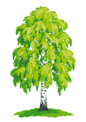 Wall Mural - birch tree - vector drawing