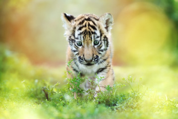 adorable tiger cub walking outdoors