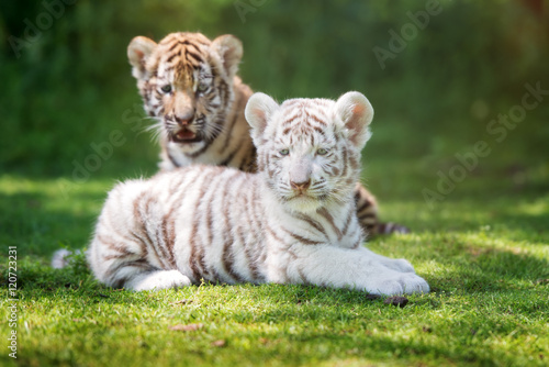 Fotomural two adorable tiger cubs outdoors