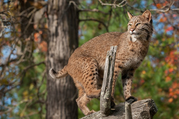 Wall Mural - bobcat (lynx rufus) looks left from atop branch