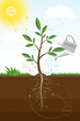 Colorful vector illustration of the photosynthesis process in plant