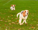 Fototapeta Psy - Beautiful, Brown And White Beagle Dog Puppy