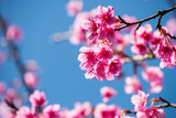 Cherry blossoms on blue sky background,Prunus cerasoides on blue sky background, Wild himalayan cherry in thailand on blue sky background ,Pink flowers on blue sky background, Selective focus
