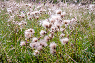 deflorate thistle stalks in a field in early autumn