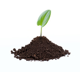 Young green plant in soil isolated on white background