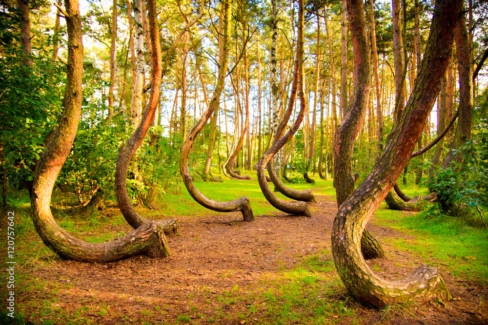 Curved forest reserve in Poland - obrazy, fototapety, plakaty 