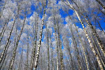 Wall Mural - Birch trees in rime on a clear winter day