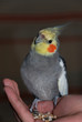 Cockatiel pet on a human hand with seeds