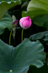 Wall Mural - Lotus flowers