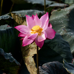 Wall Mural - Lotus flowers