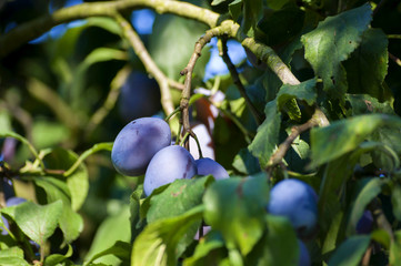 Wall Mural - plums on branch