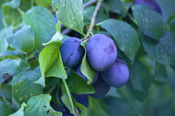 Wall Mural - plums on branch