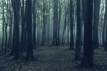 Fototapete - Horror trail in creepy foggy forest