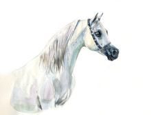 White Arabian Horse Watercolor Portrait