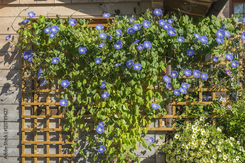 Prunkwinde Trichterwinde Ipomoea Buy This Stock Photo And Explore Similar Images At Adobe Stock Adobe Stock