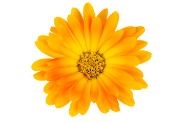 isolated calendula flower