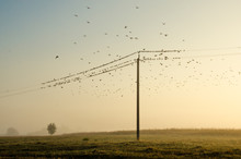 Many Birds Flying And Sitting On Power Lines On The Background Of Nature Dawn Fog And Sun