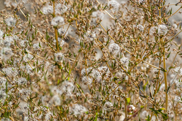 Canvas Print - sere vegetation closeup