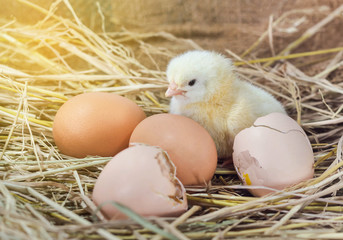 Wall Mural - easter baby chicken with broken eggshell in the straw nest on the morning.