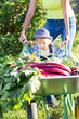© Oksana Kuzmina - Child boy and mother in domestic garden. Adorable kid standing near the wheelbarrow with harvest. Healthy organic vegetables for children