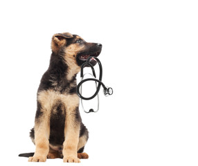 Sticker - puppy vet and stethoscope