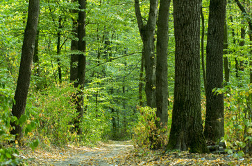  Road in deep forest. Nature landscape background.