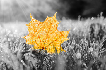 close up view of orange autumn leaves on black and white grass