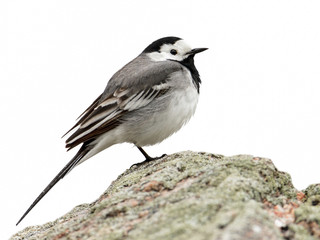 Poster - White Wagtail (Motacilla alba)