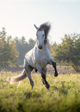 Fototapeta Konie - White horse with black mane and legs runs forward on the green grass on the trees background